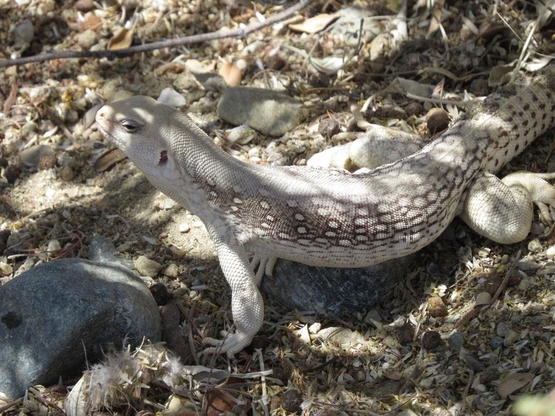 Khoảnh khắc thằn lằn sa mạc bò nhanh trên nền cát nóng