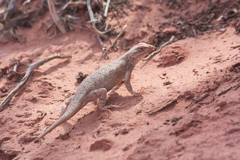Thằn lằn sa mạc thiên nhiên hoang dã giữa vùng cát rộng