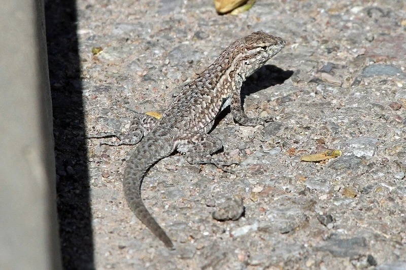 Khả năng thằn lằn sa mạc sinh tồn sa mạc ấn tượng