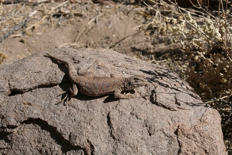 Thằn lằn sa mạc bò sát sa mạc quen thuộc trong tự nhiên