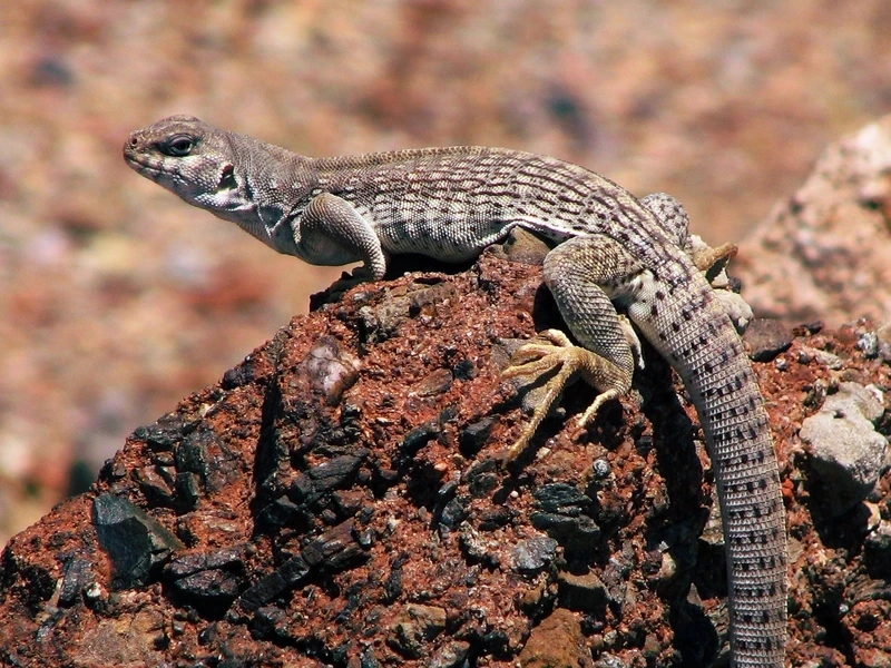 Góc chụp thằn lằn sa mạc macro nghệ thuật độc đáo