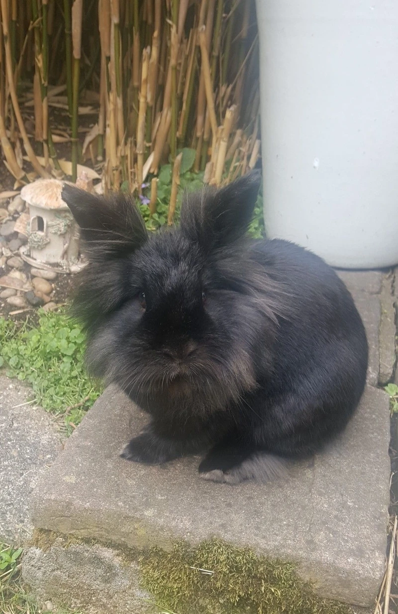 Đặc điểm của thỏ Lionhead trong thế giới thú cưng