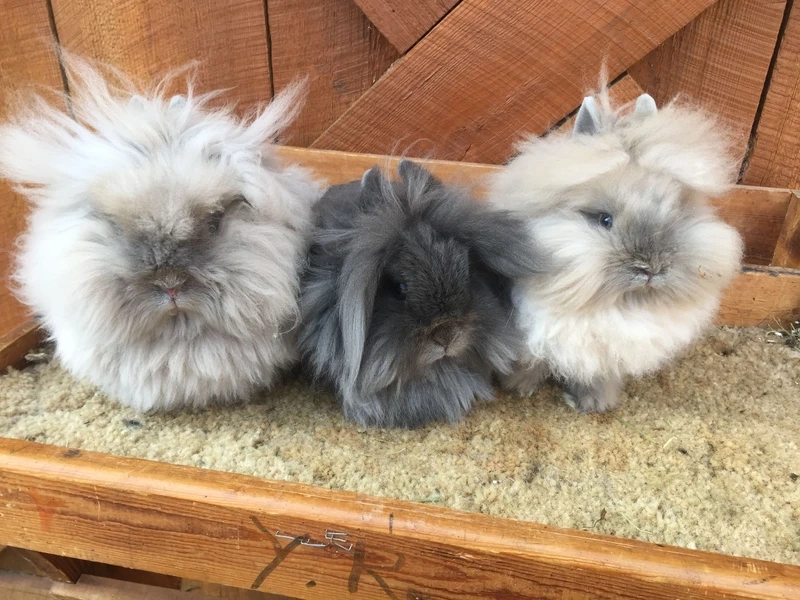 Khám phá vẻ đáng yêu của thỏ Lionhead thú cưng được nhiều người yêu thích