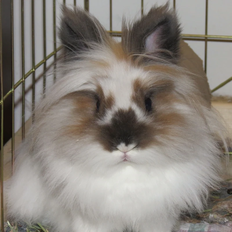 Hình ảnh siêu đáng yêu của thỏ Lionhead baby khiến tim tan chảy