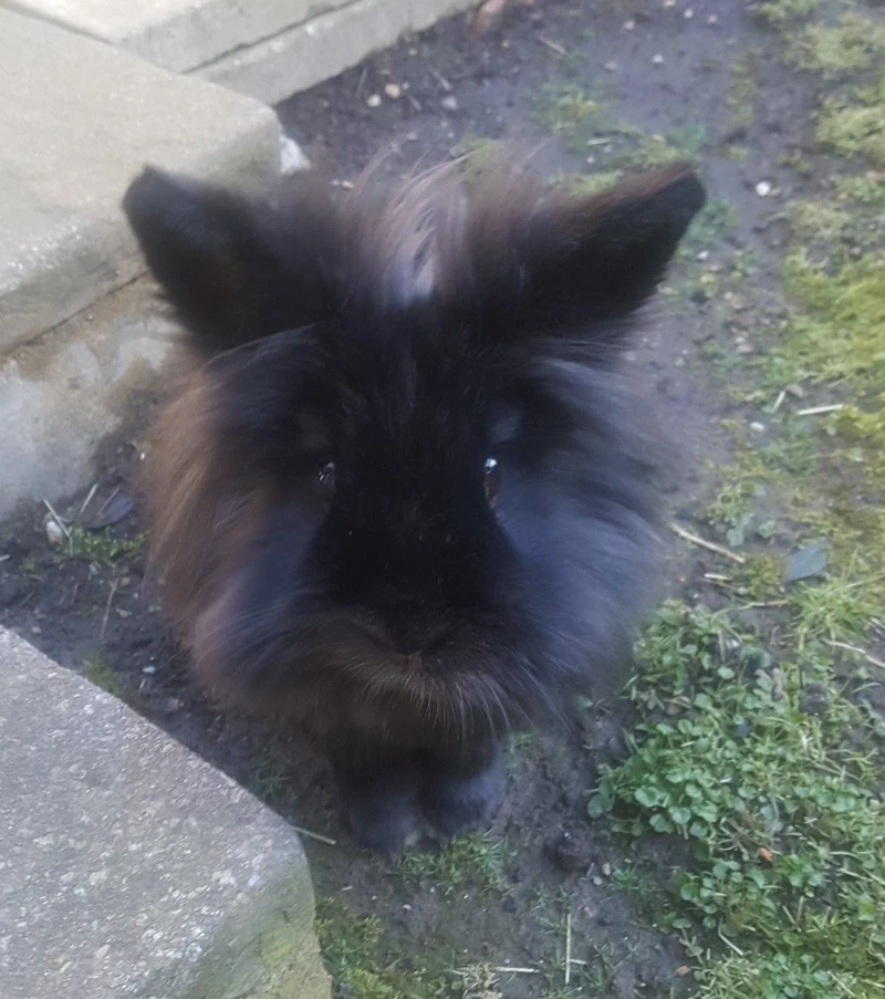 Nguồn gốc thú vị của thỏ Lionhead châu Âu nổi tiếng