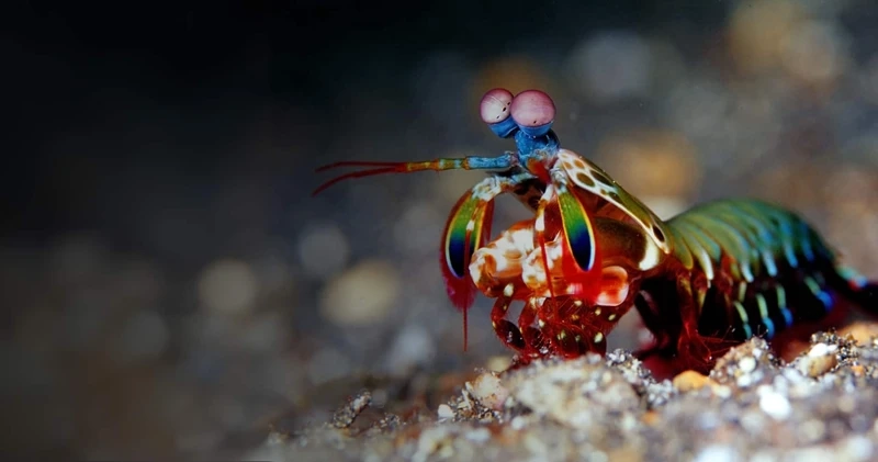 Khám phá vẻ bí ẩn của tôm mantis động vật kỳ lạ trong đại dương