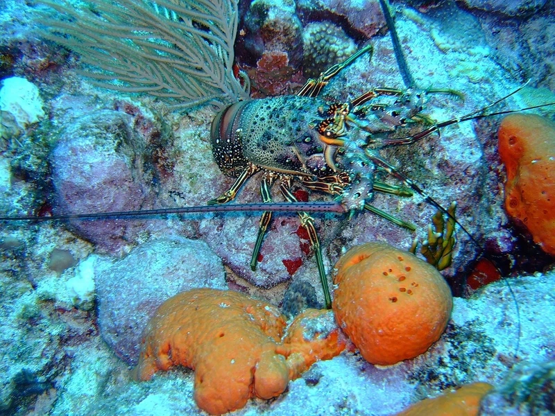 Tìm hiểu về tôm rồng động vật biển độc đáo của đại dương