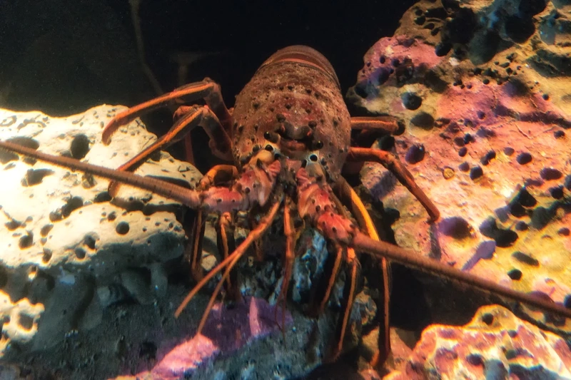 Khám phá thế giới của tôm rồng sinh vật đại dương đầy kỳ thú