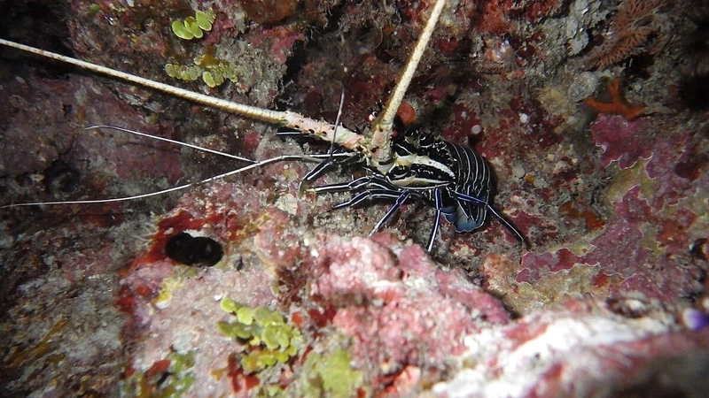 Hình ảnh sinh động từ ảnh tôm rồng cận cảnh thiên nhiên