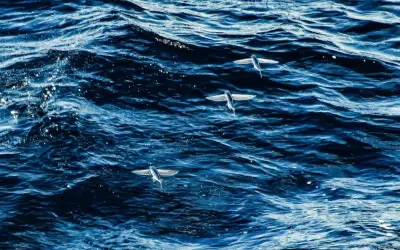 Tổng hợp hình ảnh cá chuồn biển bay lượn trên mặt nước