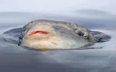 Chiêm ngưỡng vẻ đẹp cá Mặt Trăng giữa đại dương kỳ thú