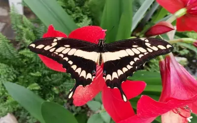 Bộ ảnh cánh bướm rực rỡ khiến người xem choáng ngợp