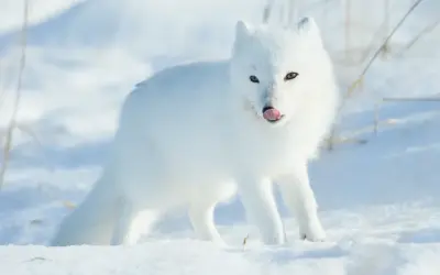 Ngắm nhìn ảnh Cáo tuyết cực đáng yêu trong làn tuyết trắng