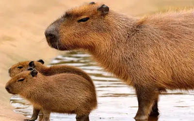 Những hình ảnh chuột lang nước Capybara đáng yêu