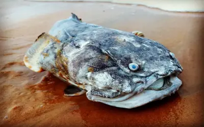 Tổng hợp hình ảnh cóc biển ẩn mình ngụy trang hoàn hảo