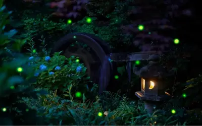 Ảnh con đom đóm phát sáng cận cảnh đầy mê hoặc