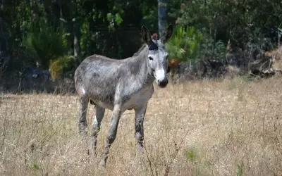 Ngắm nhìn vẻ đẹp mộc mạc của con lừa qua bộ ảnh thiên nhiên