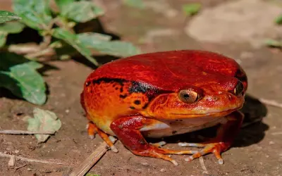 Ảnh ếch Cà chua nổi bật với màu đỏ rực thu hút ánh nhìn