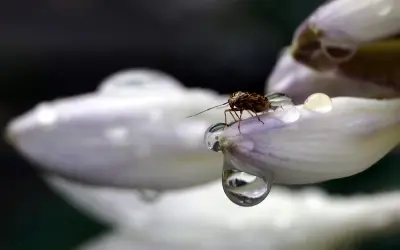 Ảnh giọt sương trên côn trùng ghi lại khoảnh khắc hiếm