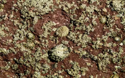 Bộ sưu tập hình ảnh hà biển bám đầy vách đá