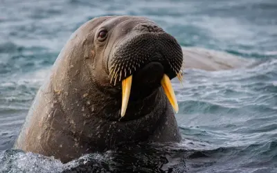 Ngắm nhìn vẻ đẹp kỳ diệu của các loài hải mã đại dương