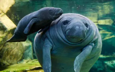 Bộ ảnh lợn biển manatee béo tròn ngộ nghĩnh