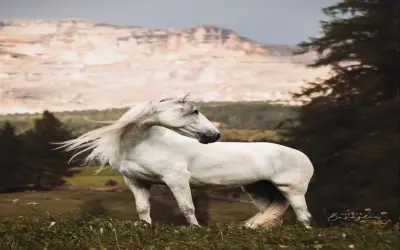 Ngắm nhìn vẻ đẹp kiêu sa của giống ngựa bạch thuần khiết