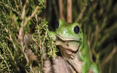 Ảnh nhái bén chân thực gây ấn tượng người yêu bò sát