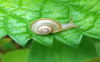 Ảnh ốc sên đời thường nhưng khiến ai cũng dừng lại