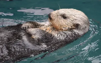 Tuyển tập hình ảnh rái cá biển dễ thương cho điện thoại