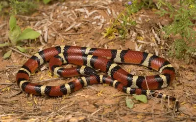 Chiêm ngưỡng ảnh rắn sữa độc đáo đang gây bão mạng