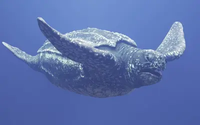 Ngắm nhìn bộ ảnh rùa da đại dương hùng vĩ và đầy nghệ thuật