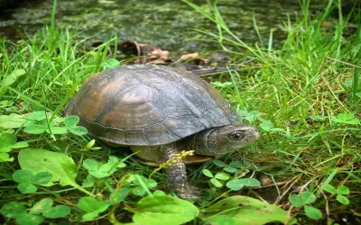 Chiêm ngưỡng bộ sưu tập ảnh rùa hộp lưng vàng độc đáo