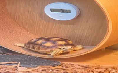 Bộ ảnh rùa Sulcata hiếm gặp trong giới bò sát cảnh