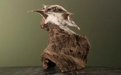 Những hình ảnh sóc bay và bí quyết nuôi dưỡng thú cưng