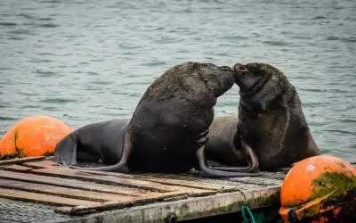 Chiêm ngưỡng bộ ảnh sư tử biển đầy nghệ thuật và sống động