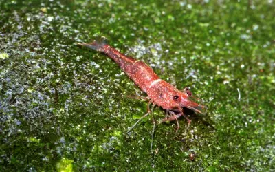 Khám phá vẻ đẹp tép Sulawesi qua hình ảnh chân thực