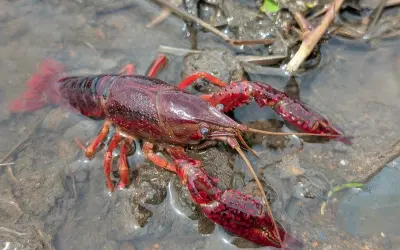 Cập nhật 1001+ hình ảnh tôm hùm đất độc đáo khó rời mắt