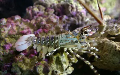 Chiêm ngưỡng tôm hùm tre qua những góc chụp hiếm gặp