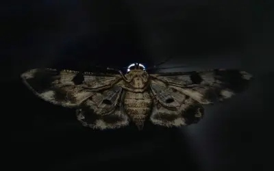 91+ Bướm đêm bí ẩn với vẻ đẹp kỳ lạ khiến ai cũng tò mò