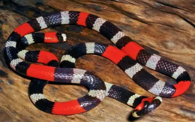 71+ Rắn san hô đỏ với vẻ ngoài đẹp nhưng đầy nguy hiểm