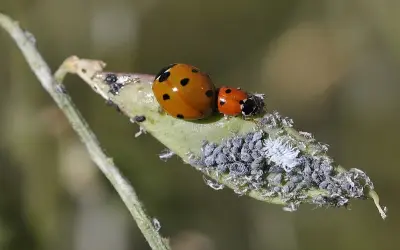 Tuyển tập ảnh bọ rùa bảy chấm đỏ đen cực ấn tượng