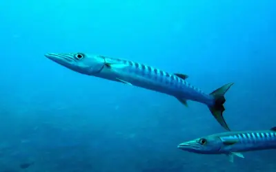 Khám phá ảnh cá barracuda với ngoại hình săn mồi ấn tượng