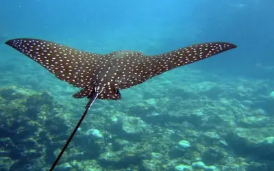 Loạt ảnh cá đuối gai độc sống động ấn tượng dưới biển sâu