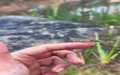 Bộ ảnh châu chấu nâu ấn tượng trong thế giới côn trùng