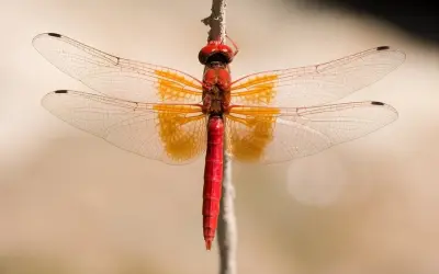 Bộ ảnh chuồn chuồn đỏ rực rỡ thu hút mọi ánh nhìn