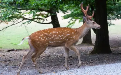 Bộ ảnh hươu sao đẹp hoang dã khiến dân mạng mê mẩn