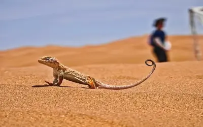 Khám phá ảnh thằn lằn sa mạc với vẻ ngoài cực kỳ ấn tượng