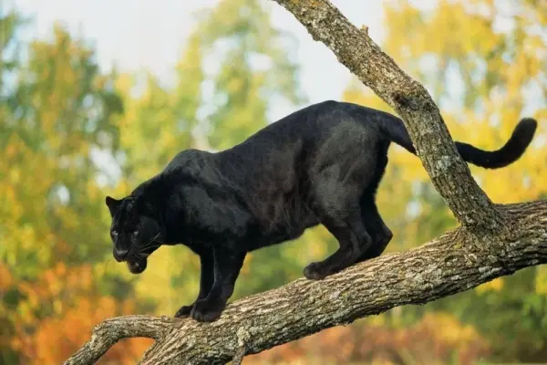 Khám phá kho ảnh Báo đen hoang dã cực hiếm và đầy ấn tượng