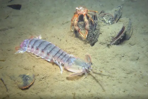 Đừng bỏ lỡ những hình ảnh bề bề hiếm gặp thu hút ánh nhìn